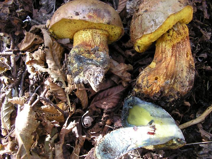 Boletus poikilochromus